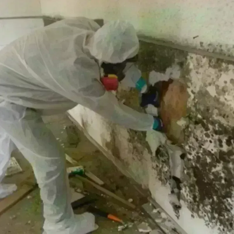 Mold Remediation and Removal in Great Kills, NY